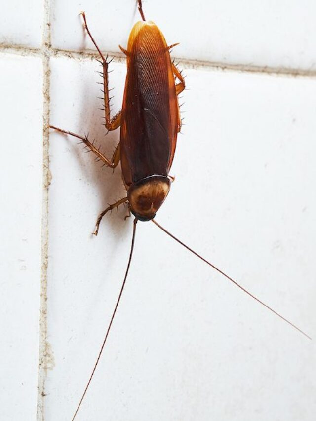 commontypesofbugsinyourbathroomandkitchen-1200x630